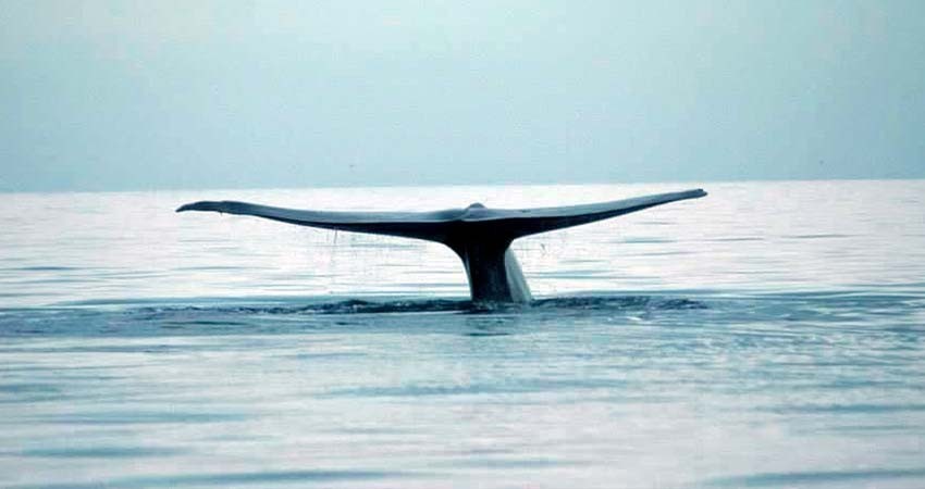 Prestadores de Servicios Turísticos buscan permisos para avistamiento de ballena azul en Loreto