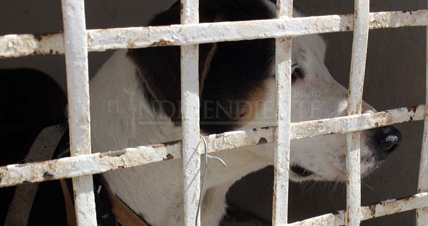 Tiene CEMAC en resguardo a 40 perritos para dar en adopción