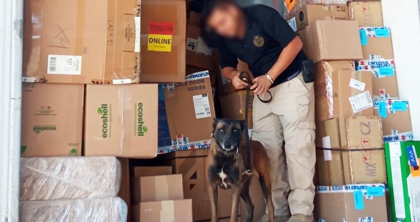 Lucio y Meza son los nuevos agentes caninos integrantes de la agencia estatal de investigación criminal