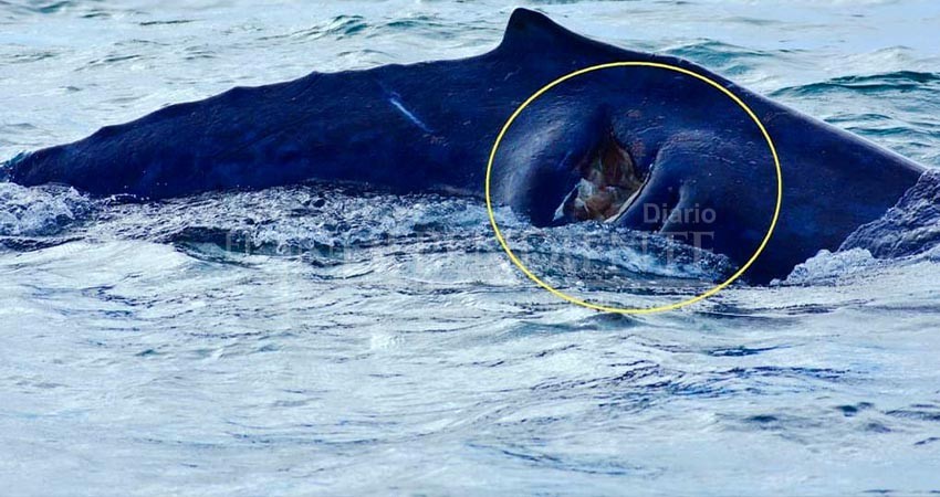 Denuncian a embarcación que “atropelló” a ballenato, en Los Cabos