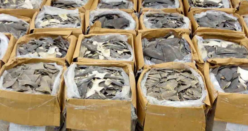 Decomisan en Hong Kong 1.2 toneladas de aletas de tiburón procedentes de México