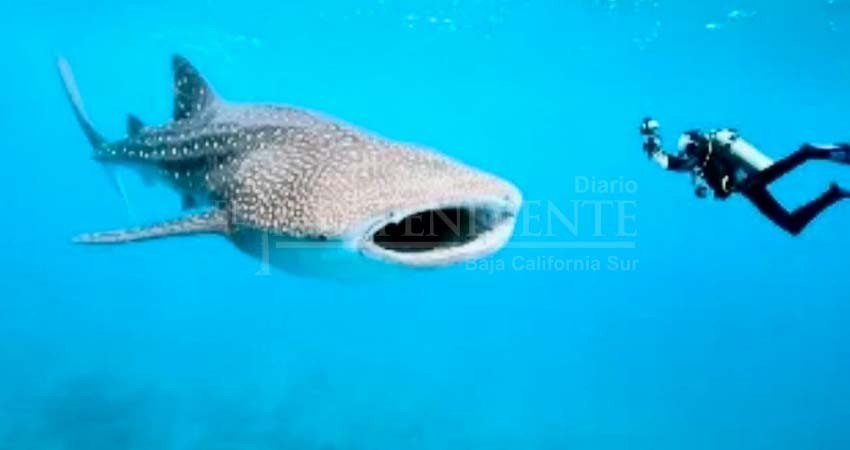Se desconoce afectación económica por suspensión de temporada de avistamiento de Tiburón Ballena