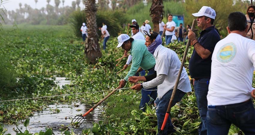 Se extraen hasta 1.2 toneladas diarias de lirio acuático en el Estero Josefino
