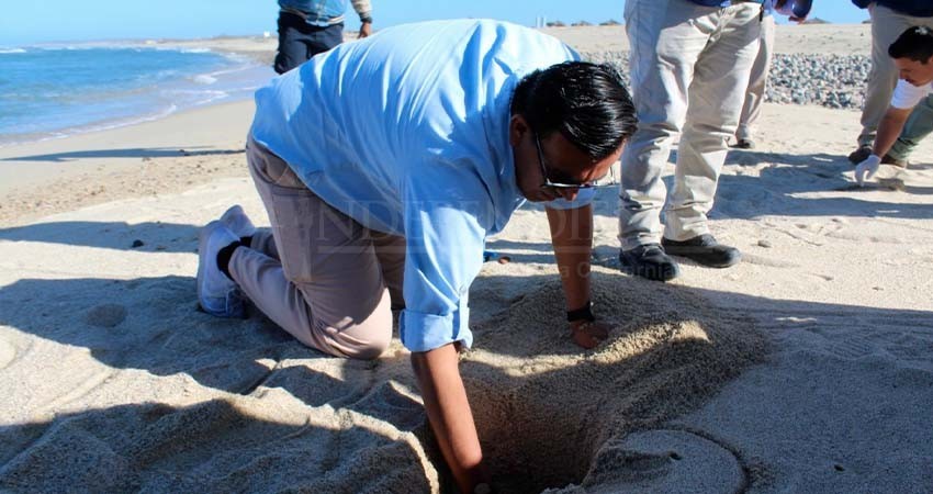 Se prepara Dirección de Ecología y Medio Ambiente ante la temporada de anidación de la tortuga Golfina