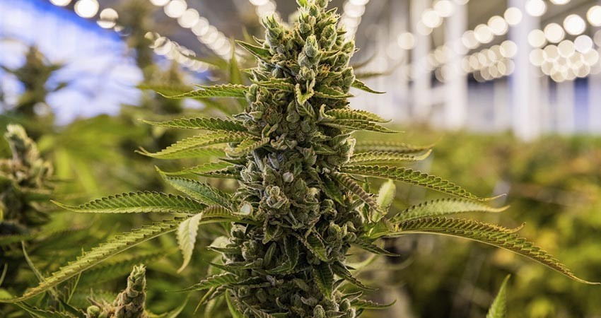 Apelará la Cofepris permiso para cannabis industrial en México