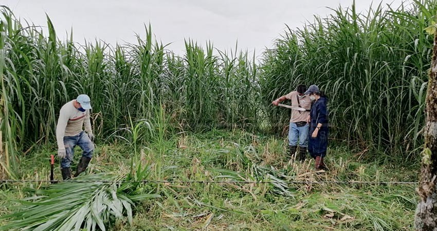 Entregan 2.5 toneladas de semilla de zacate cuba a productores de Comondú