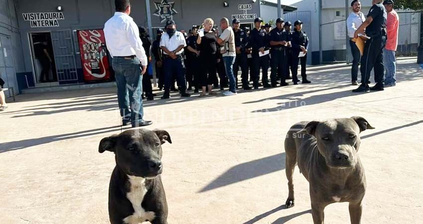 Ahora sí, aplicarán sanciones a quienes maltraten a animales domésticos y en situación de calle