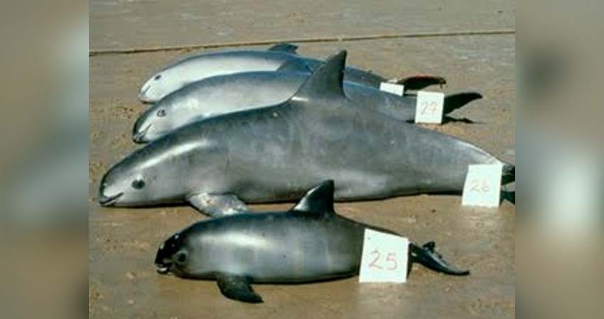 En puerta, prohibición para venta de pescados y mariscos mexicanos en EU por vaquita marina