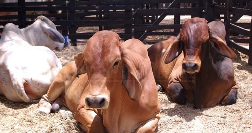 Sin acuerdo para llevar a cabo el foro de Ley ganadera de BCS