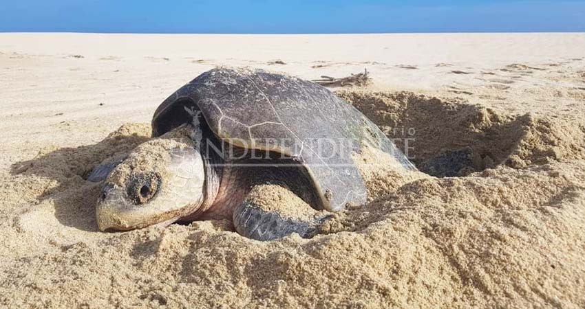 Hasta 7 millones de pesos de multa por dañar las tortugas marinas en BCS