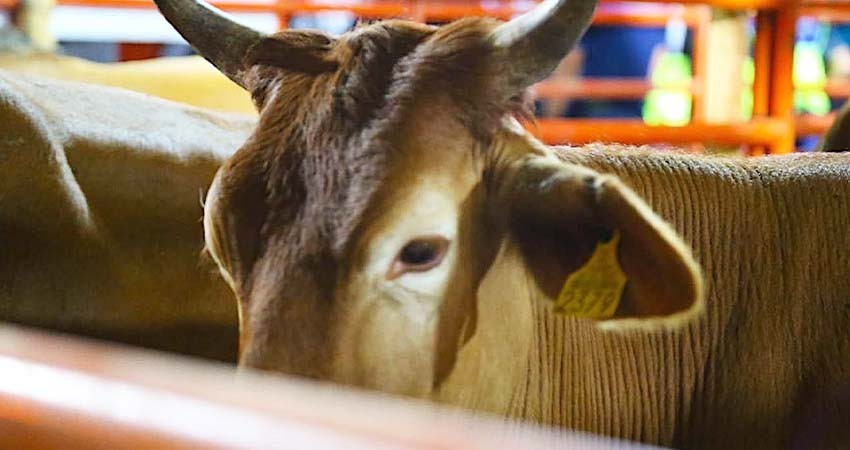 Gobierno de Los Cabos se prepara para la sequía con programas en apoyo a ganaderos y productores