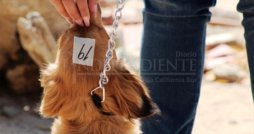 Llevará a cabo CEMAC campañas de esterilización en el Municipio