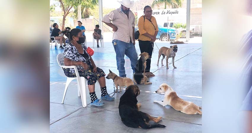 Realiza CEMAC 123 esterilizaciones caninas y felinas en la ciudad de La Paz