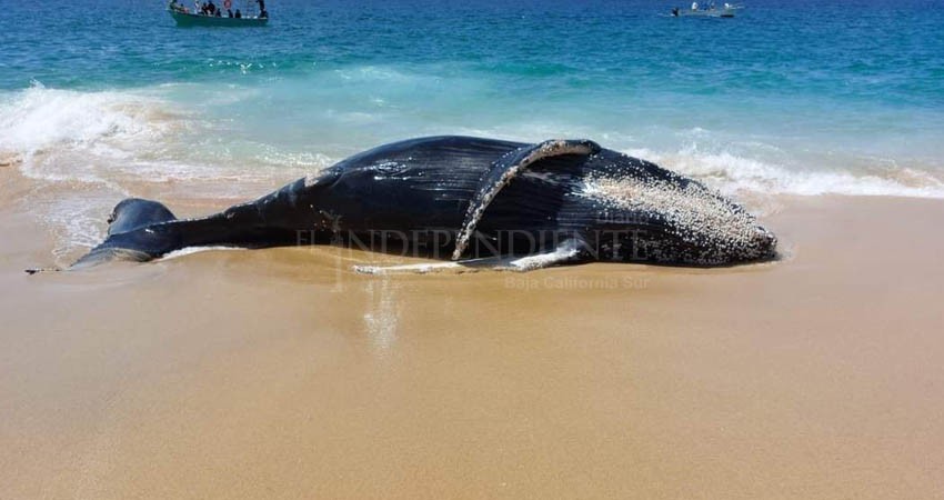 Encuentran ballenato sin vida en Cabo San Lucas