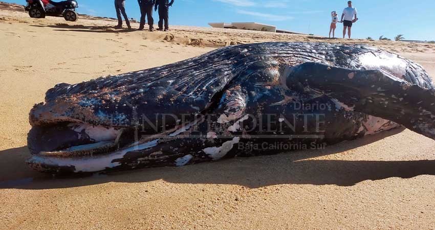 Encuentran ballenato sin vida en Cabo San Lucas