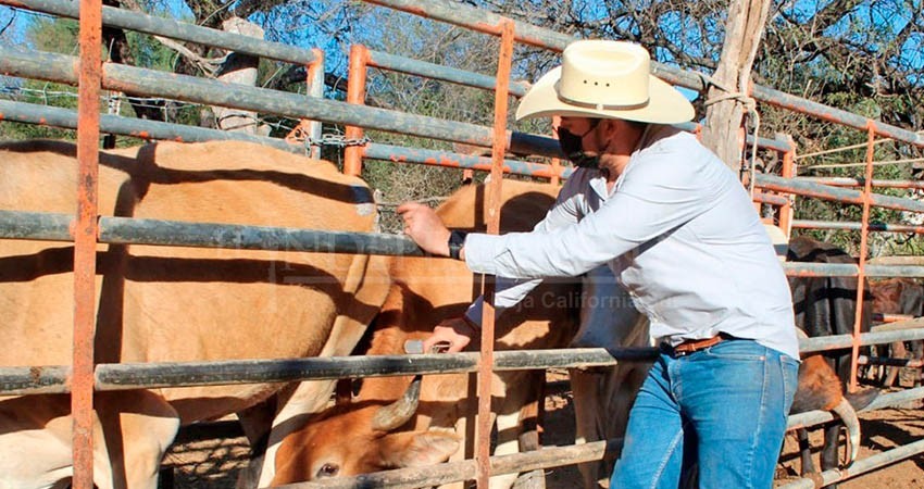 Aplican SEPADA y comité de protección pecuaria, mil vacunas antirrábicas