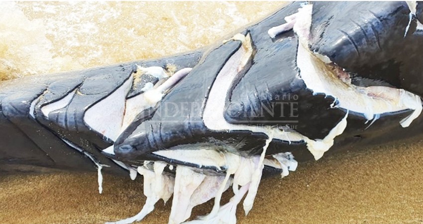 Investiga PROFEPA muerte de ballenato en CSL