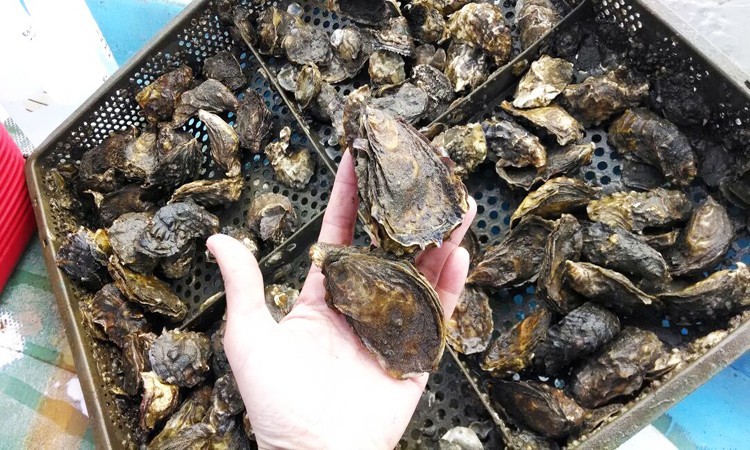 Cierra COEPRIS extracción de moluscos bivalvos en Puerto Adolfo López Mateos