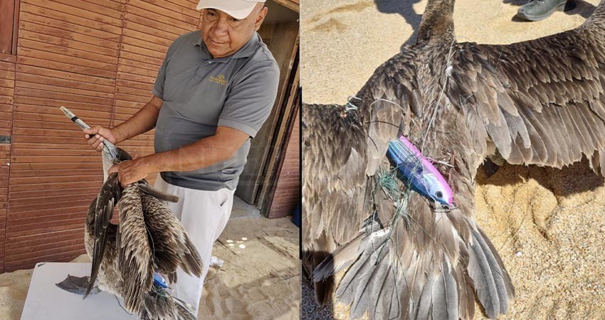 Localizan pelícano enredado con equipo de pesca