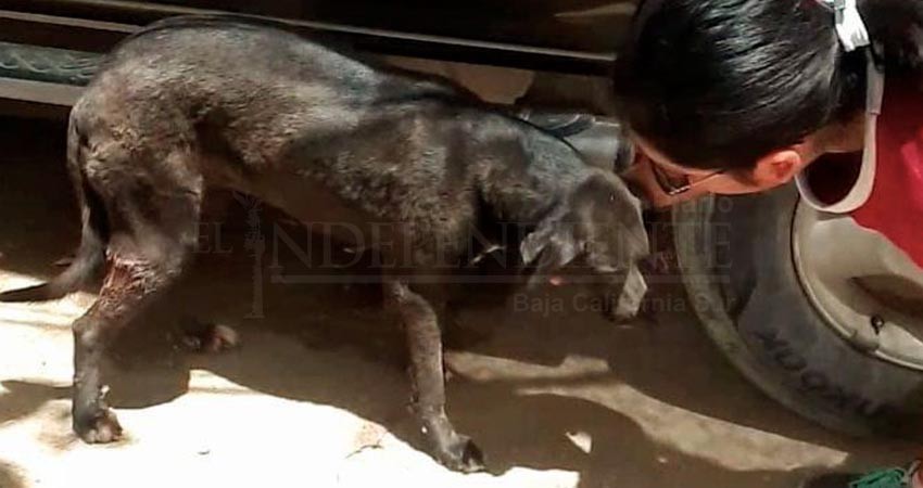 Rescatan a perrito atrapado entre dos casas, en CSL