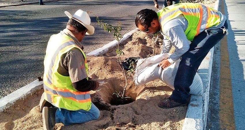 Reforesta Servicios Públicos la Avenida de Los Deportistas