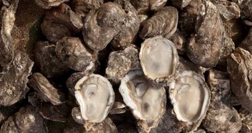 Establece COEPRIS cierre precautorio para extraer moluscos vivalvos en Estero el Coyote