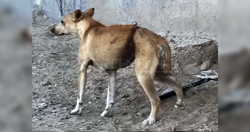 Exhorta Congreso de la Unión a BCS para que ajuste leyes contra maltrato y crueldad animal