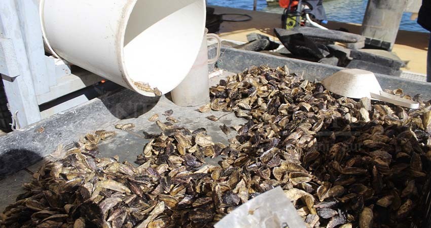 15.7 MDP se invirtió en sector acuícola de BCS en 2022