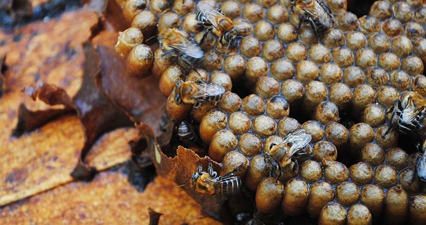Abeja melipona produce en México miel única y llena de propiedades médicas