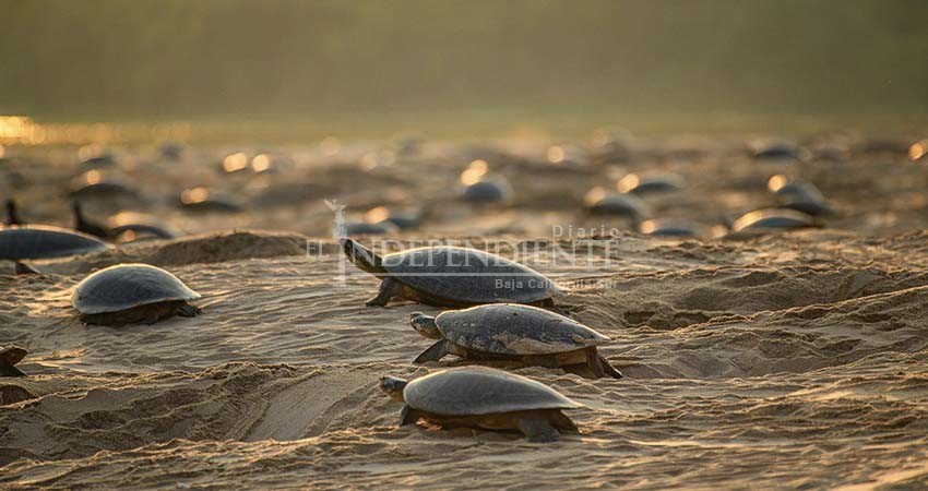 Concluye temporada de anidación de tortugas 2022