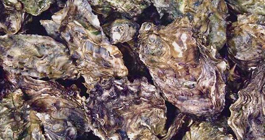 Establecen otro cierre precautorio para extraer moluscos bivalvos, para La Paz