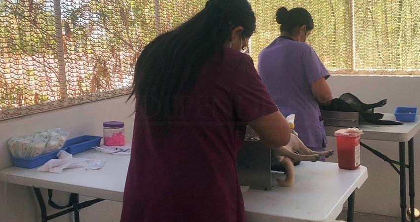 Llevan a cabo campaña de esterilización en la colonia Ampliación Navarro Rubio