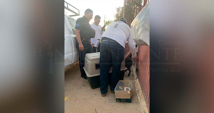 A través de los Juzgados Cívicos, el Ayuntamiento de Los Cabos busca disminuir el maltrato animal