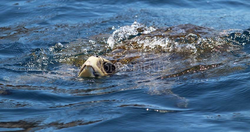 De nuevo, una especie marina muere por atropello de embarcación