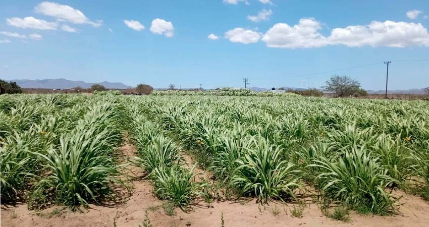 Apoya gobierno del estado a productores con alimento para ganado