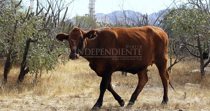Confirma SEPADA rebrote de rabia bovina en Todos Santos