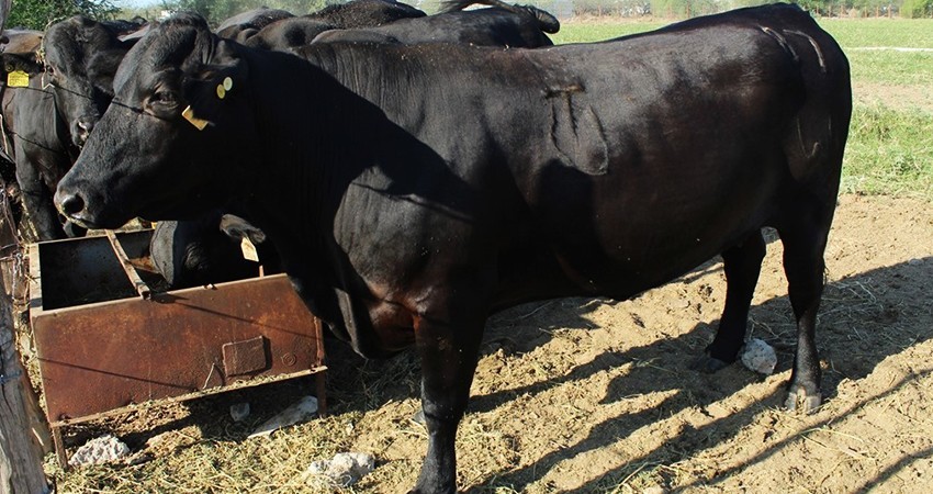 Mantiene SEPADA trabajos permanentes contra la garrapata boophilus