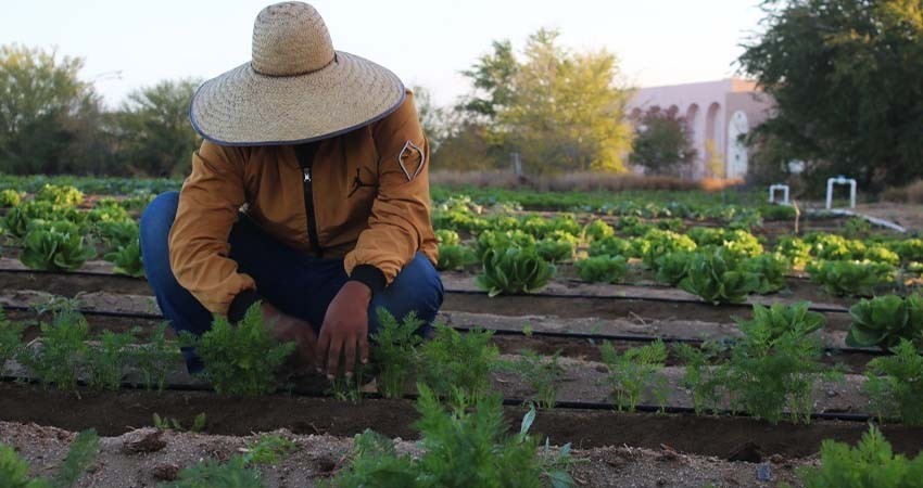 UABCS desarrolla huertos agrícolas sustentables para mejorar la diversidad biológica del suelo