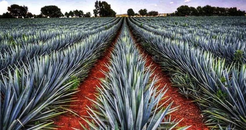 La sobreproducción de agave para tequila en México enciende alertas climáticas