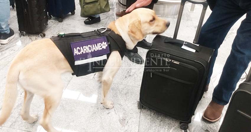 Implementa Aeropuerto de Los Cabos "GAP blue", programa de asistencia con caninos