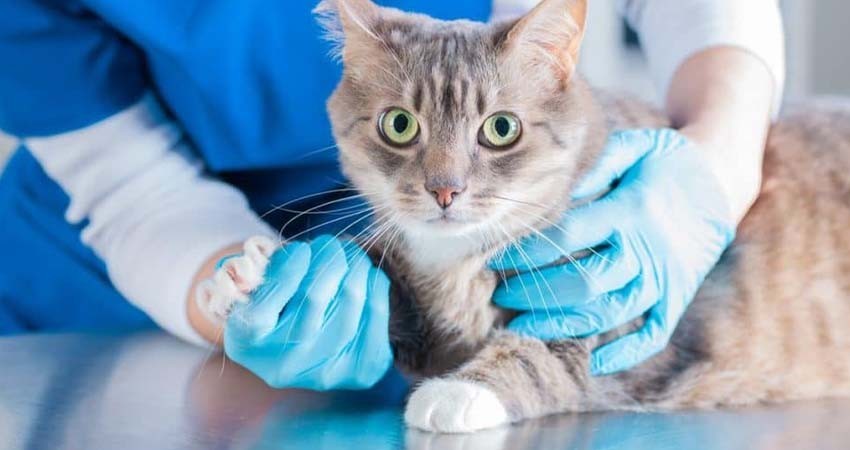 OMS alerta por ‘gran número de gatos infectados con gripe aviar’