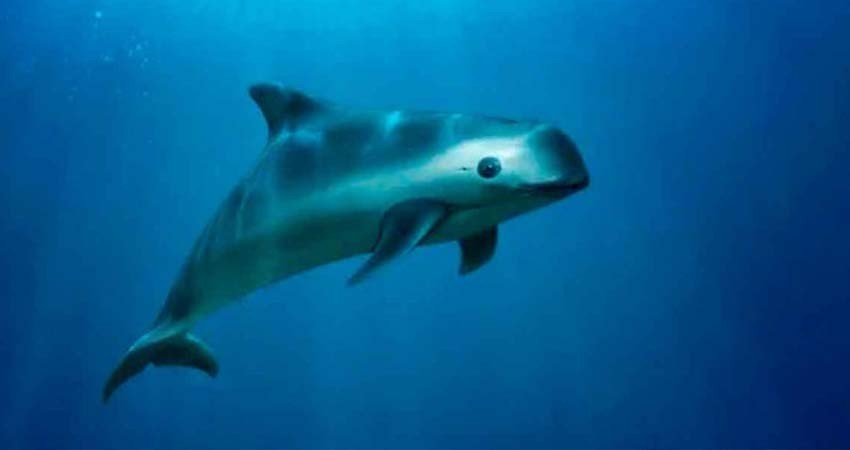 Biden amaga a México con sanciones comerciales por la vaquita marina y la totoaba