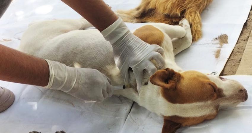 Más de 23 mil perros y gatos ha vacunado salud estatal contra la rabia