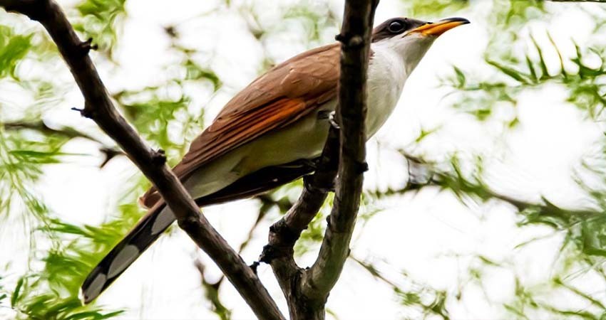 Preparan el primer festival del Pájaro Chubasquero en Los Cabos