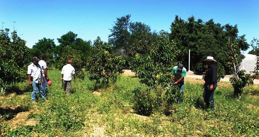 Gobierno del estado dona más de 6 mil plantas frutales y de ornato