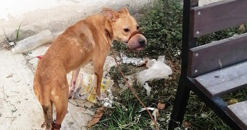 Arrestan en Los Cabos a un hombre que maltrataba a sus mascotas