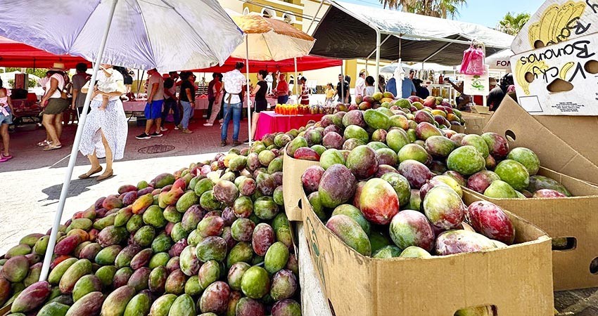 Exporta BCS 170 toneladas de mango a Japón y Estados Unidos