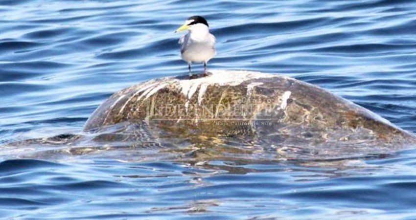Avanzan en programa de investigación del Gallito Marino en Los Cabos