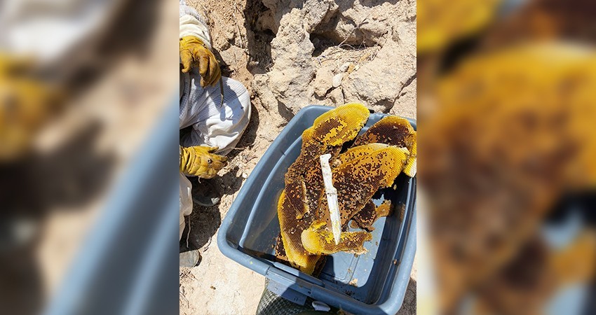 De 3 a 4 reportes al día recibe la dirección de ecología de Los Cabos por enjambre de abejas