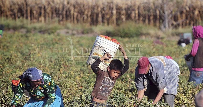 En campos agrícolas de BCS se practica la esclavitud moderna: Alejandro Encinas